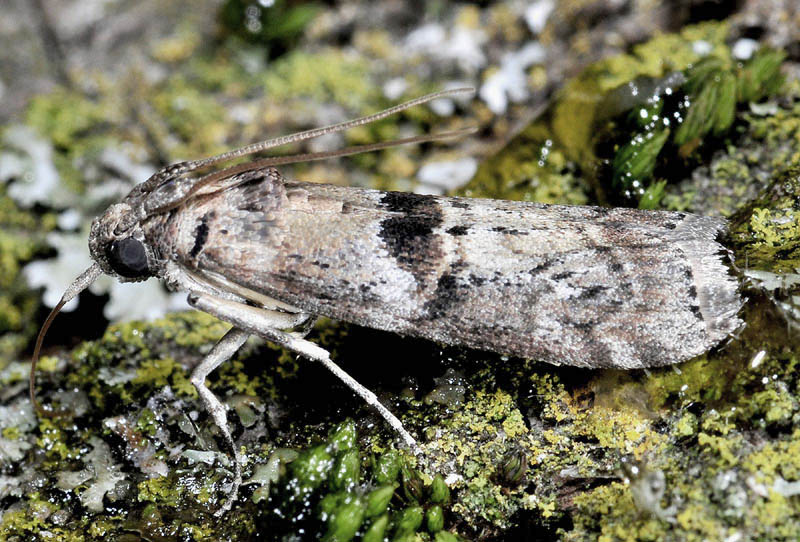 Pyralidae 2 - Phycita roborella